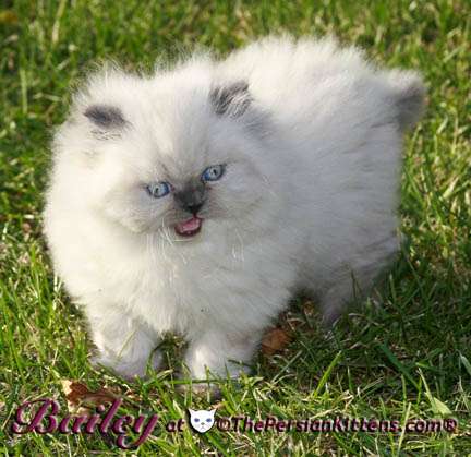 THE PERSIAN KITTENS | 780 Army Trail Rd Ste #216, Carol Stream, IL 60188, USA | Phone: (630) 956-4823