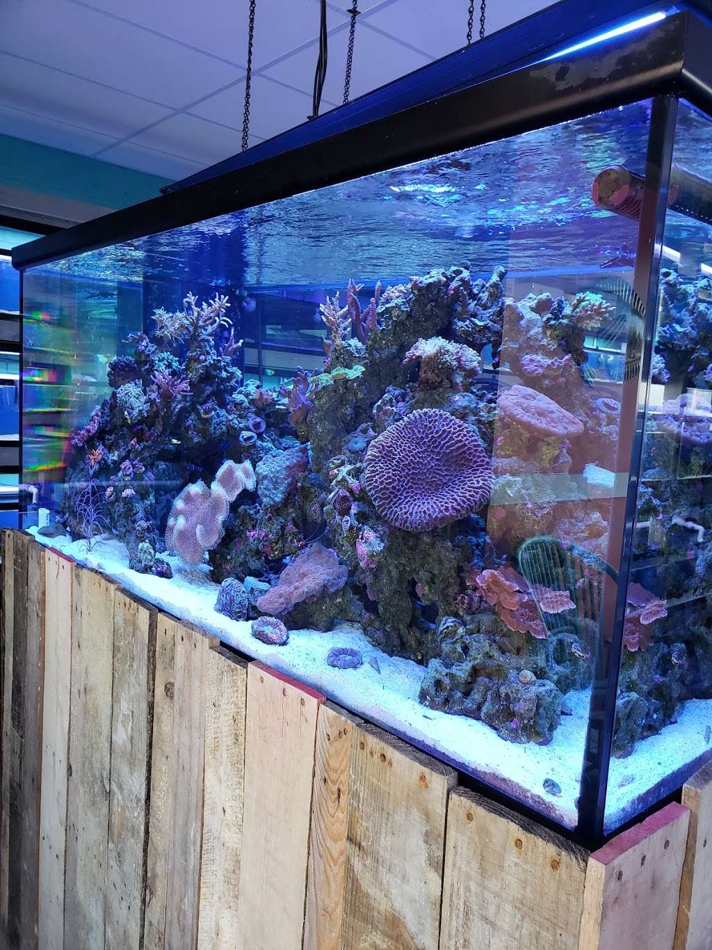 Fintastic Aquariums of Frederick | 1713 Rosemont Ave Suite C, Frederick, MD 21702, USA | Phone: (240) 815-6530