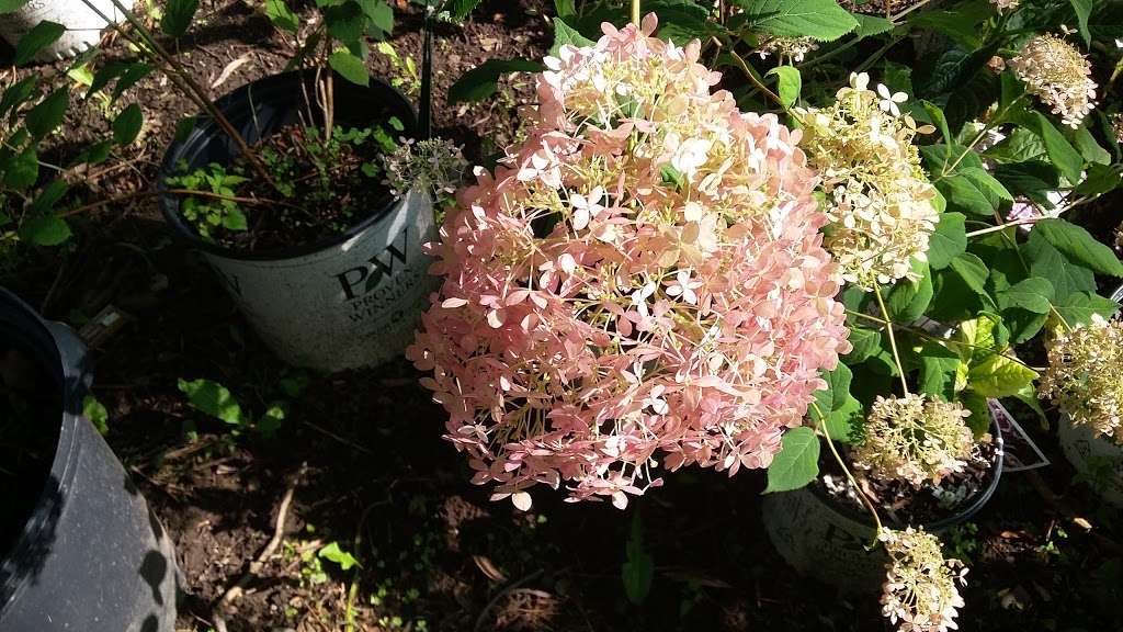 Buck Run Nursery & Landscape, 3660 Stoney Batter Rd, Mercersburg, PA 17236