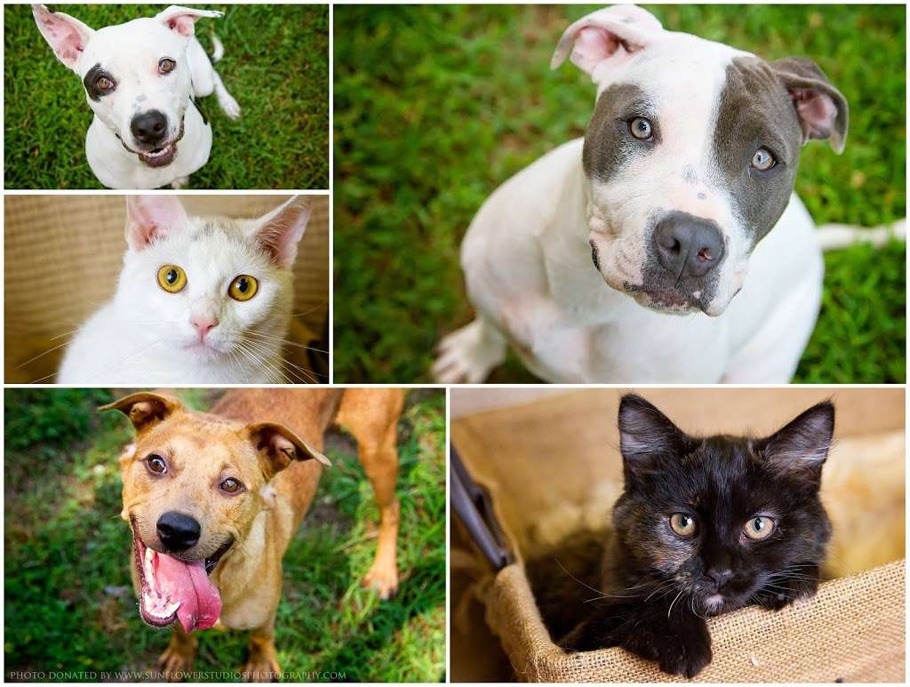 Stafford County Animal Control | 26 Frosty Lane, Stafford, VA 22554, USA | Phone: (540) 658-7387