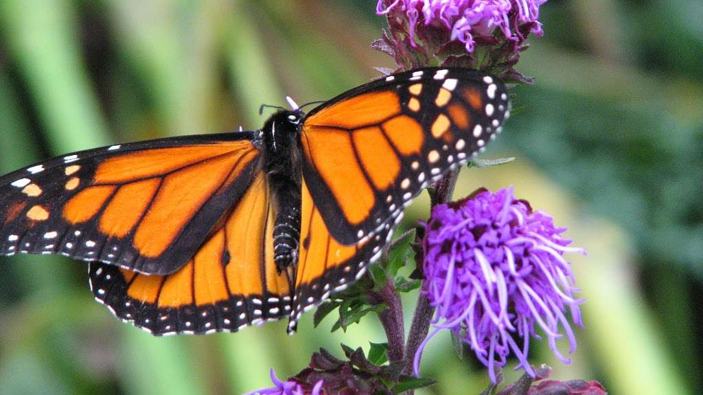 Natural Communities Native Plant and Native Seed Nursery | 812 N Washington Ave, Batavia, IL 60510, USA | Phone: (331) 248-1016