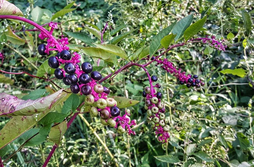 DuPage River Greenway Trail | 569 Concord Ln, Bolingbrook, IL 60440, USA