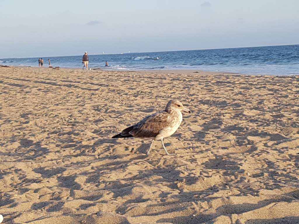 Lifeguard Tower 26 | 2559 Ocean Front Walk, Santa Monica, CA 90405 | Phone: (310) 394-3261