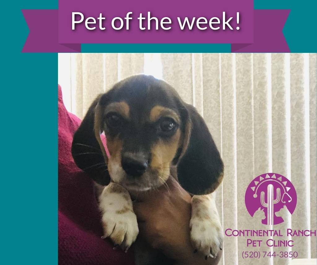 Continental Ranch Pet Clinic | 7850 N Silverbell Rd # 108, Tucson, AZ 85743 | Phone: (520) 744-3850