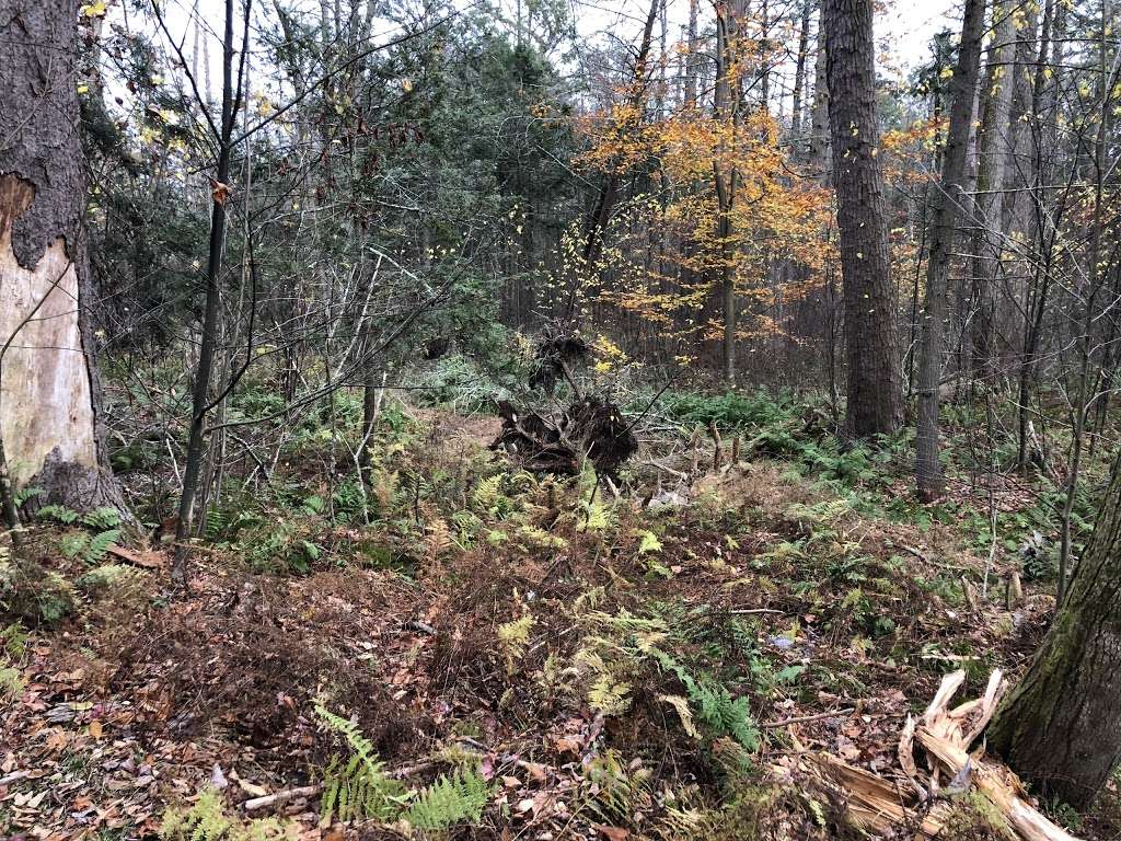 Evergreen Trail at Ricketts Glen | Benton, PA 17814, USA