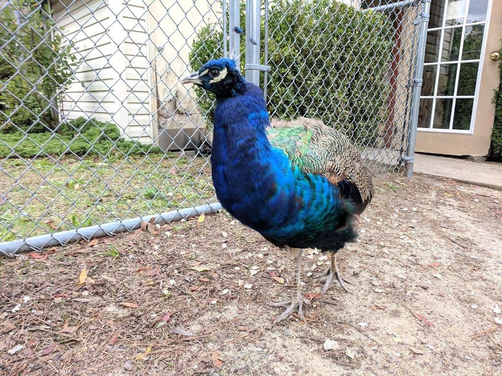 Popcorn Park Zoo | 1 Humane Way, Forked River, NJ 08731, USA | Phone: (609) 693-1900