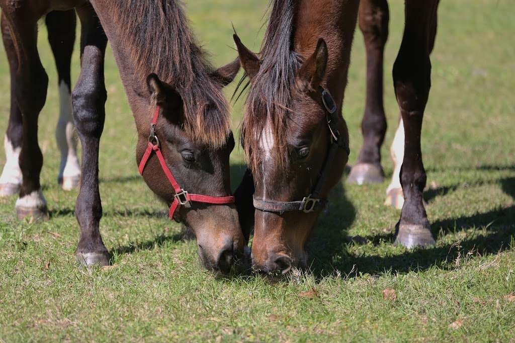 Proven Equine | 54410 Buckhorn Rd, Astor, FL 32102 | Phone: (352) 630-3373