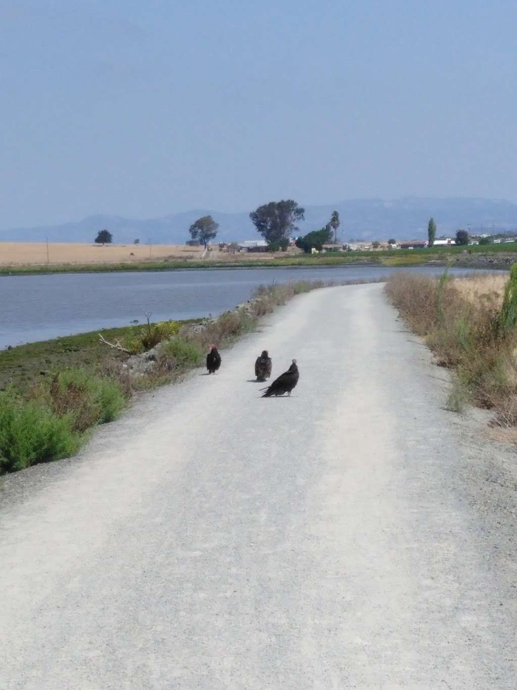 Wetlands Edge Park | 2 Eucalyptus Dr, American Canyon, CA 94503