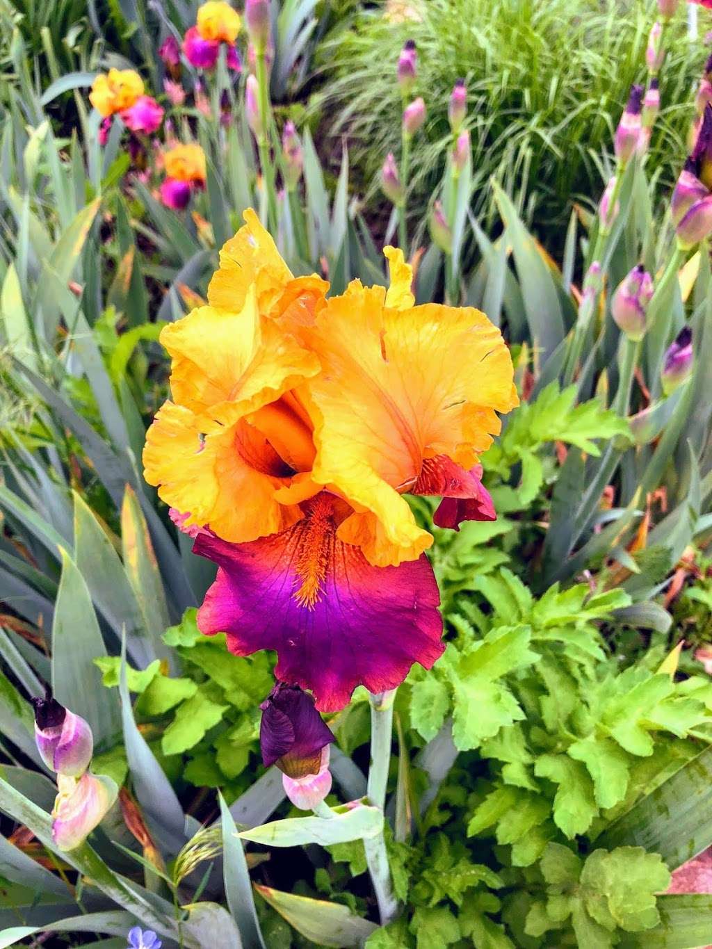 Treasure Island Demonstration Garden | Windsor, CO 80550, USA