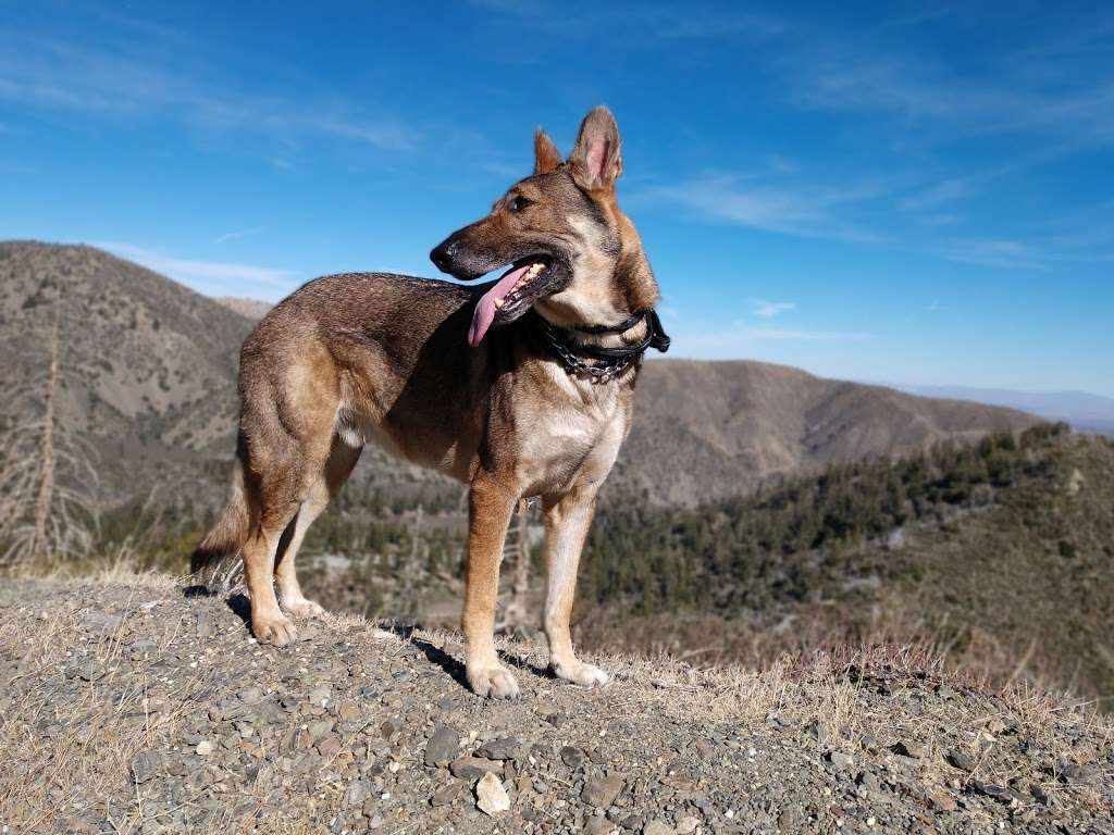 Big Horn Campground | Lytle Creek, CA 92358, USA