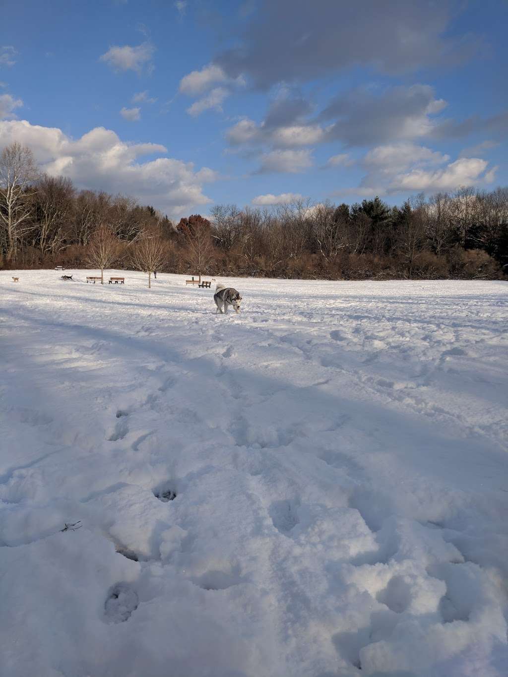 Southbury Dog Park | 236 Roxbury Rd, Southbury, CT 06488, USA