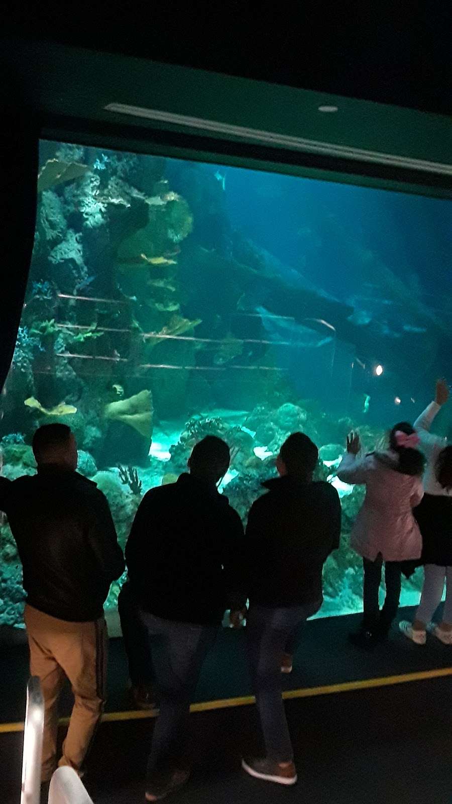 Aquarium At Moody Gardens | 1 Hope Blvd, Galveston, TX 77554, USA | Phone: (409) 744-4673