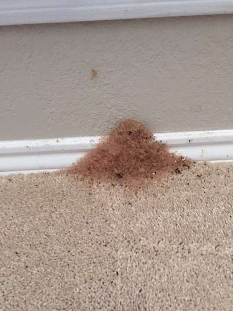 Sureguard Termite & Pest Services of Dallas | 4308 Sunbelt Dr, Addison, TX 75001, USA | Phone: (469) 677-0780