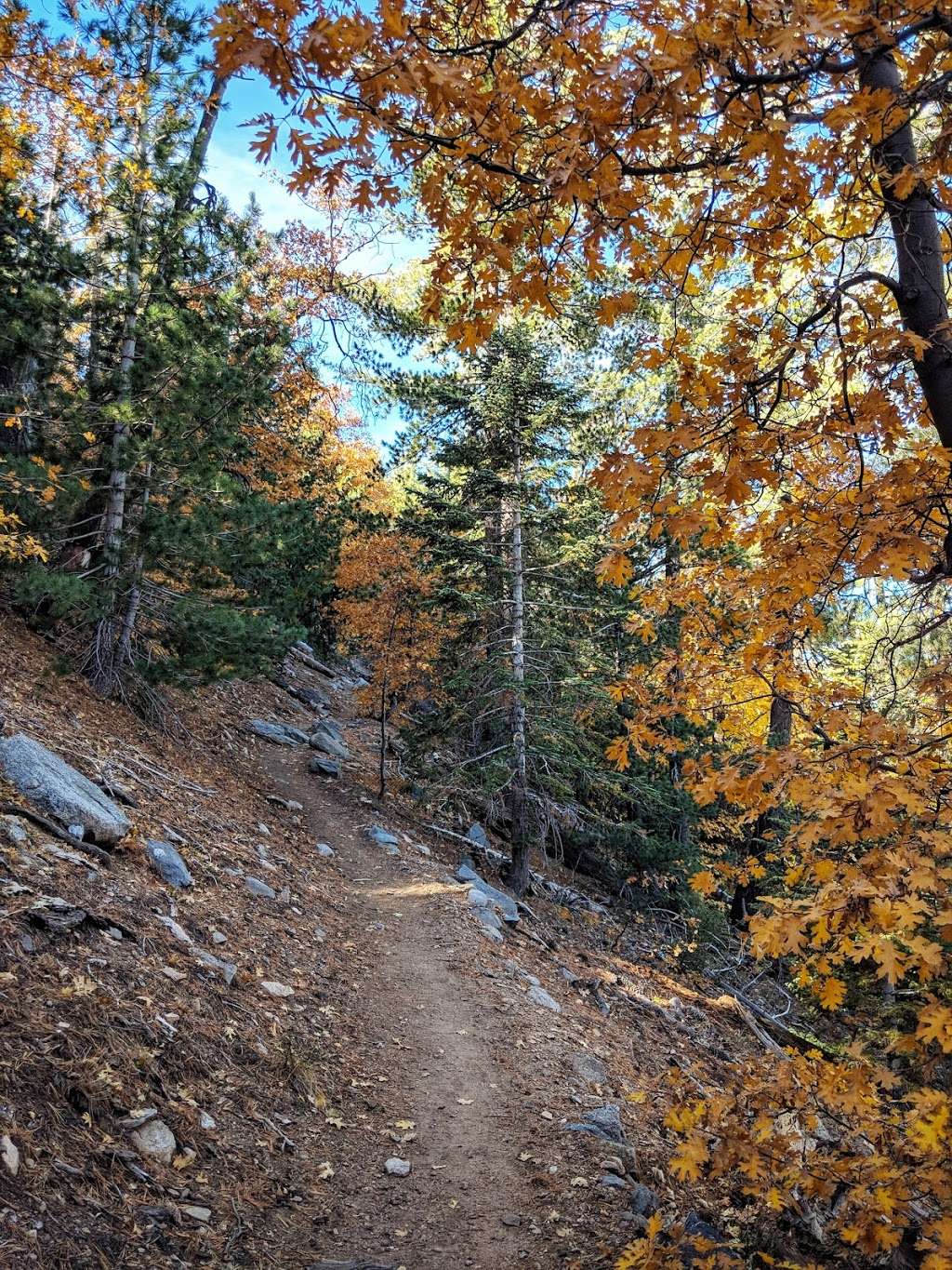 San Bernardino Peak Trail 1W07 | San Bernardino Peak Divide Trail, Angelus Oaks, CA 92305, USA