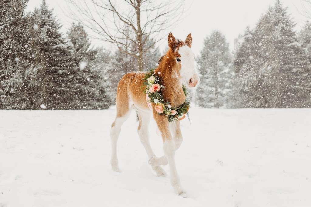 Sandy Acres Clydesdales | 10032 N Ruby Rd, La Porte, IN 46350, USA | Phone: (219) 369-3386