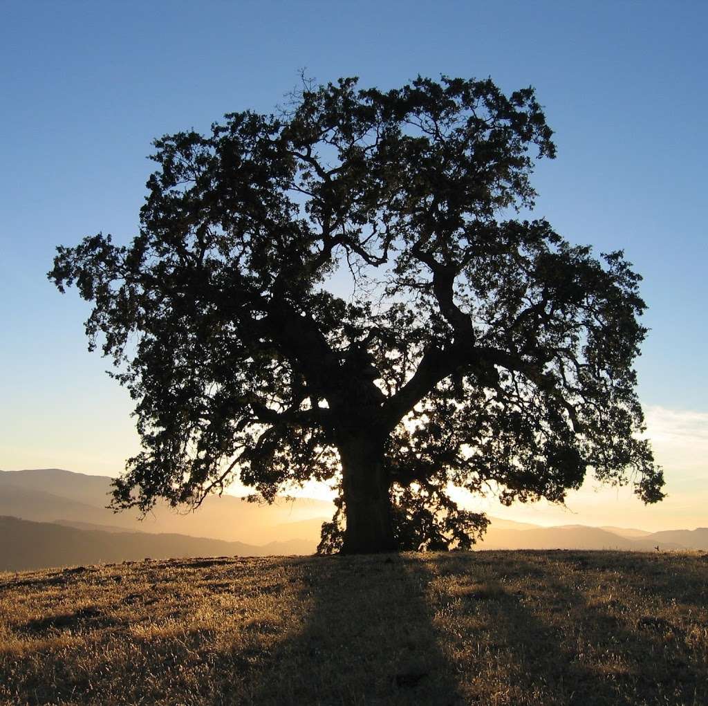 Fernwood Cemetery | 301 Tennessee Valley Rd, Mill Valley, CA 94941 | Phone: (415) 968-0554