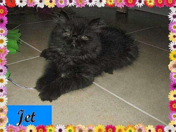 KocaKola Persian Kittens | 317 Locust Pass, Ocala, FL 34472, USA | Phone: (352) 239-3404