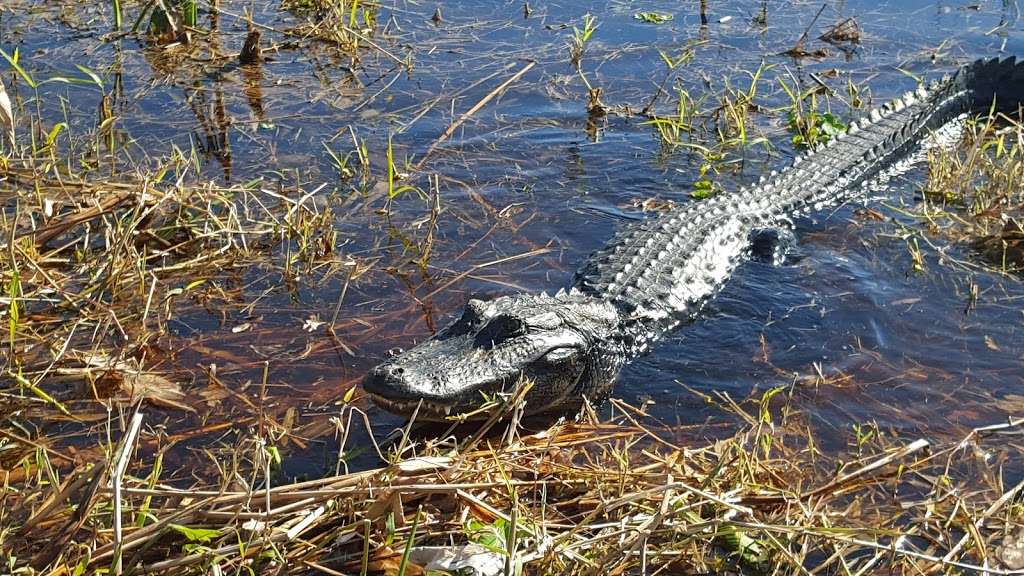 Canaveral Marshes Conservation Trailhead | 4755 Cheney Hwy, Titusville, FL 32780, USA | Phone: (386) 329-4404