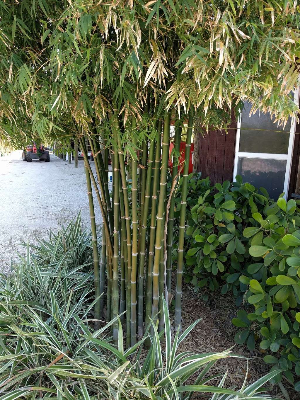 New Shoots Bamboo Nursery | 4505 SW Kanner Hwy, Stuart, FL 34997, USA | Phone: (772) 221-7227