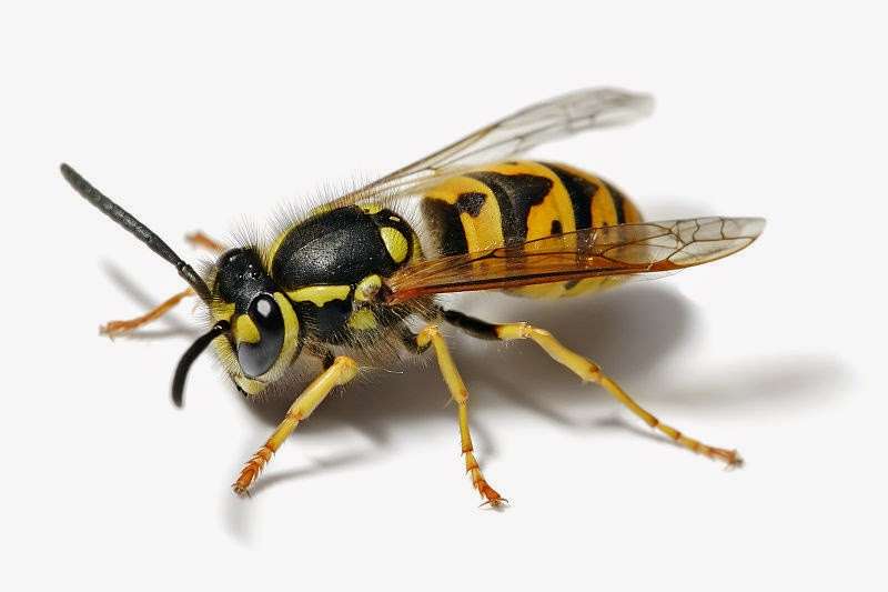 London Pest Solutions | 87 N End Rd, London NW11 7RL, UK | Phone: 020 8226 5777