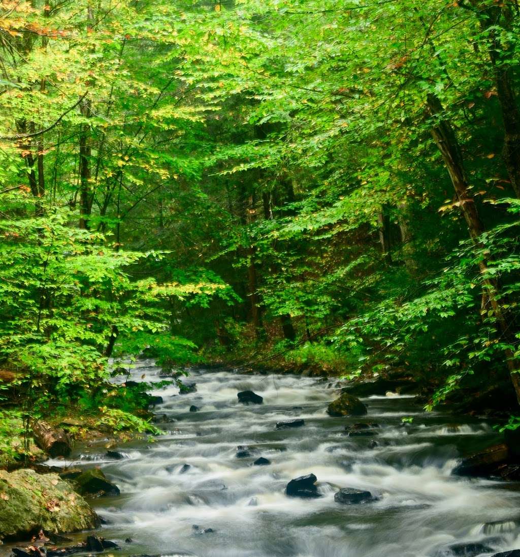 Falls Trail | Ricketts Glen Falls Trail, Benton, PA 17814, USA