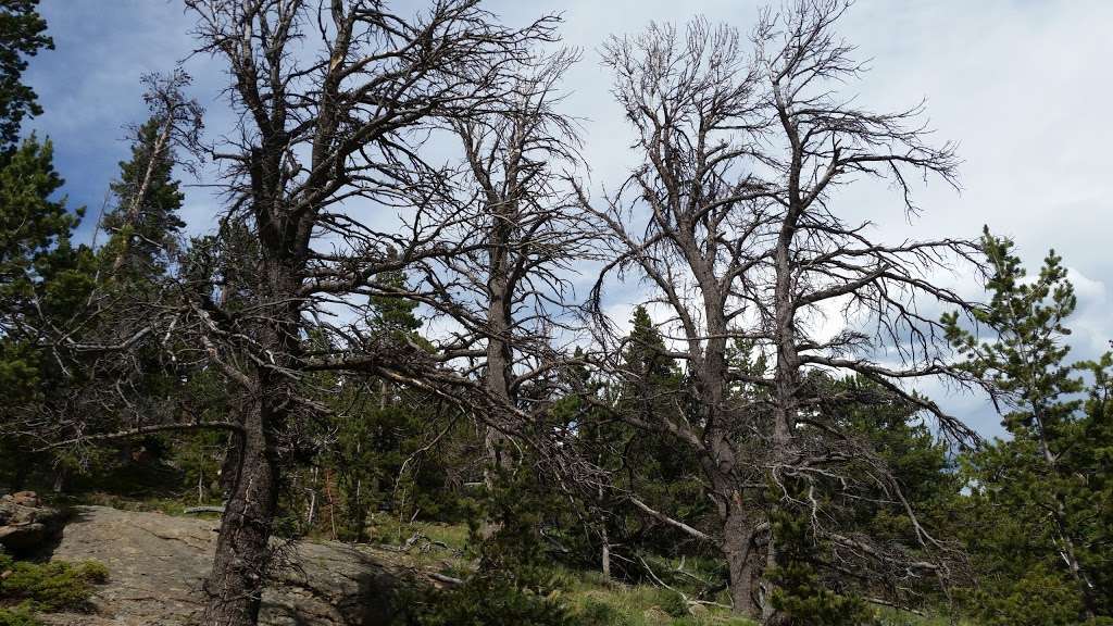 Moore Park | Estes Park, CO 80517