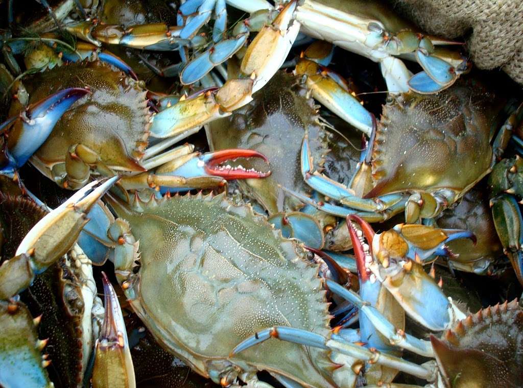 Masterbaiters Bait, Tackle, Live/Steamed Crabs | 775 S Dupont Hwy, New Castle, DE 19720, USA | Phone: (302) 834-2248