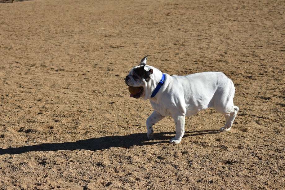 Broomfield Commons Dog Park | E 14th Ave & Sheridan Blvd, Broomfield, CO 80020 | Phone: (303) 469-3301