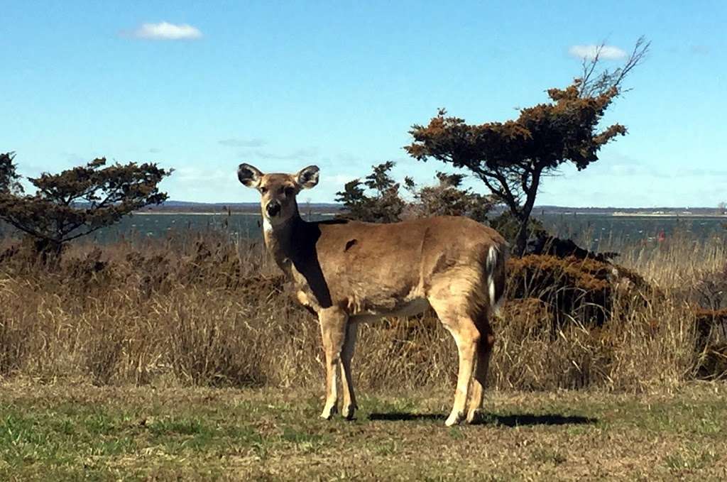 Robert Moses State Park Field 4 | Robert Moses State Pkwy, Babylon, NY 11702 | Phone: (631) 669-0449