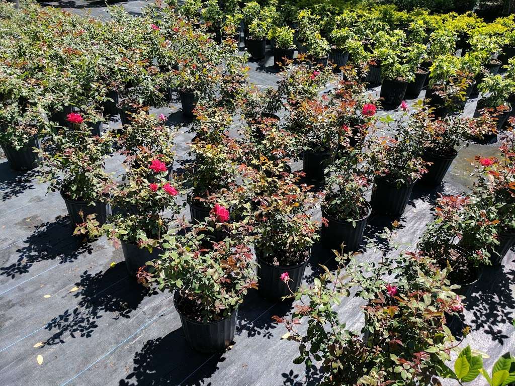 Palm Gardens Nursery | 4761 Judge Rd, Orlando, FL 32812, USA | Phone: (407) 851-6630