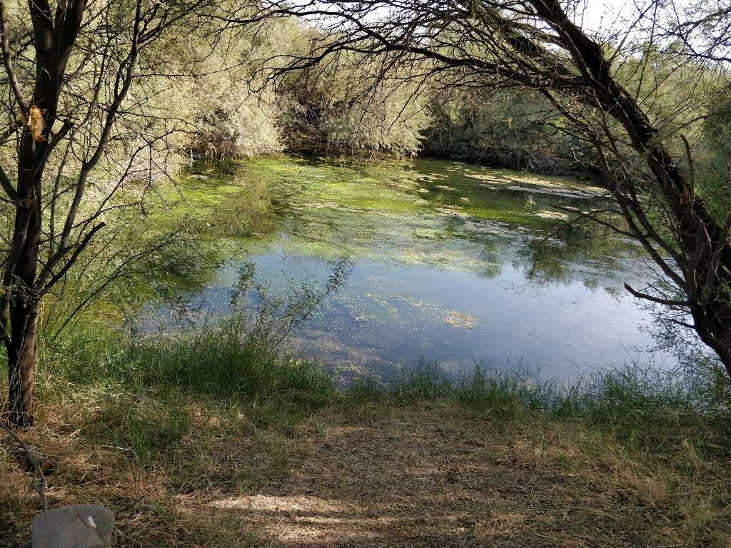 Bullfrog Pond | Phoenix, AZ 85050, USA