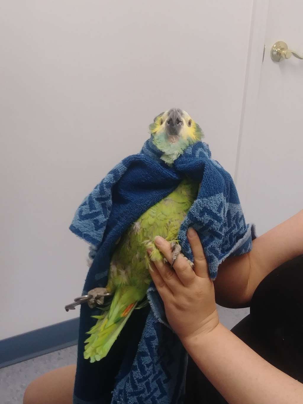 Burge Bird Services | 13833 US-71, Grandview, MO 64030, USA | Phone: (816) 356-4700