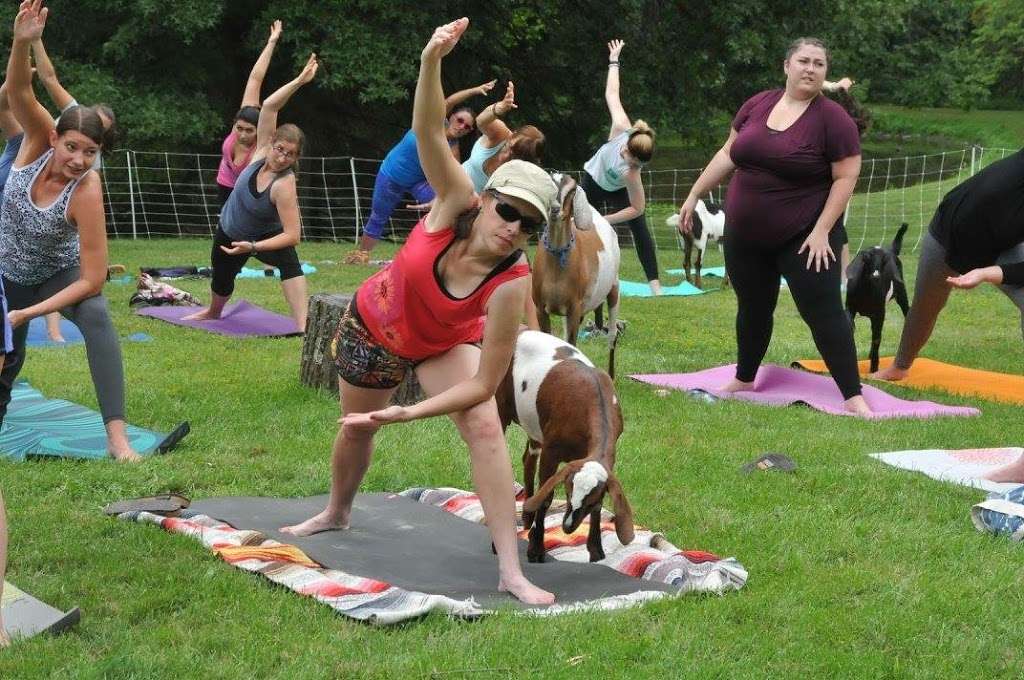 Gettysburg Goat Yoga | 365 Blacksmith Shop Rd, Gettysburg, PA 17325, USA | Phone: (717) 403-1314