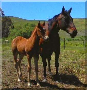 Horse N Around Trail Rides | 18797 CA-1, Bodega Bay, CA 94923, USA | Phone: (707) 875-3333