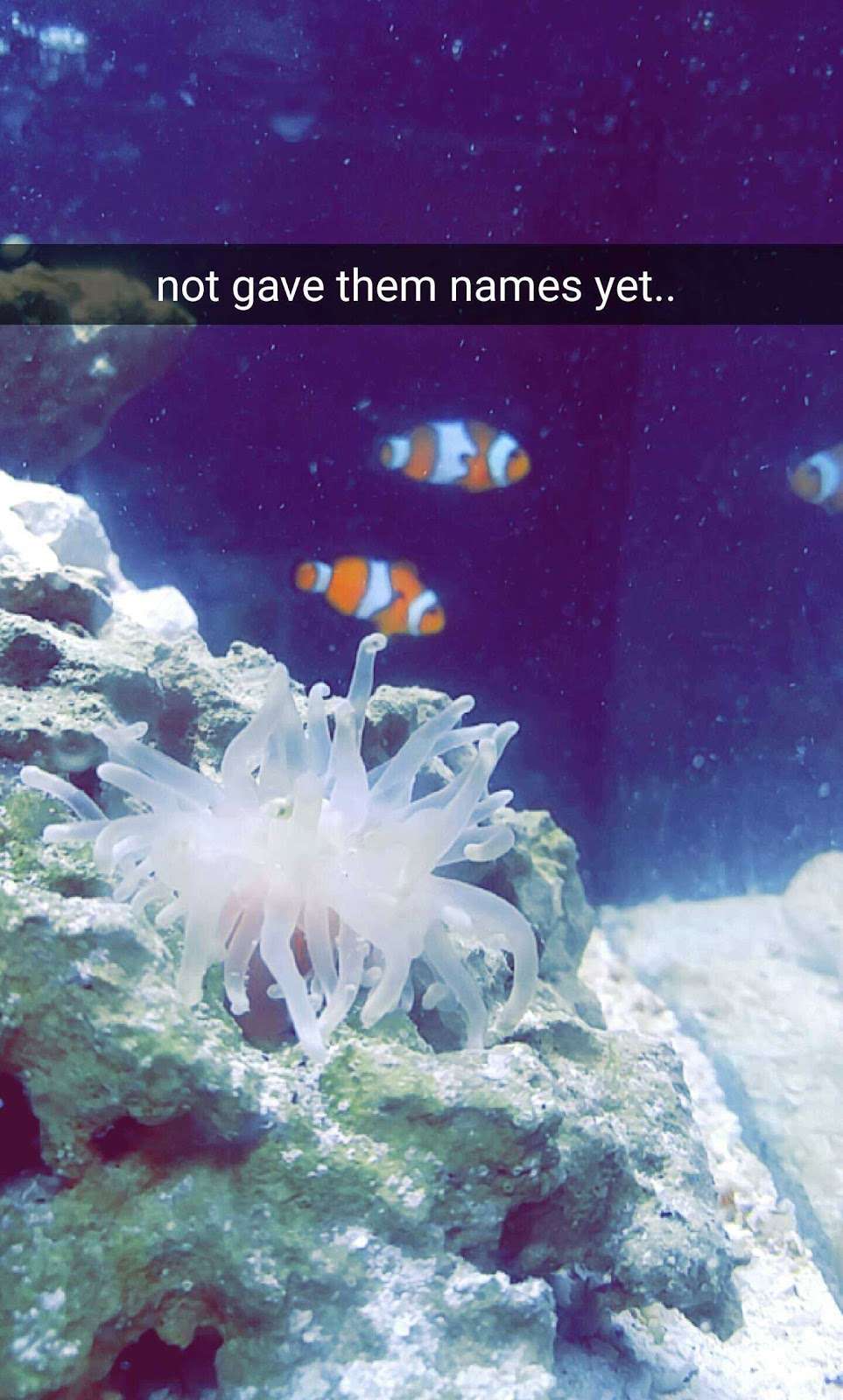 Aquatic Jewels | 2832 Stirling Rd, Hollywood, FL 33020, USA | Phone: (954) 966-8389