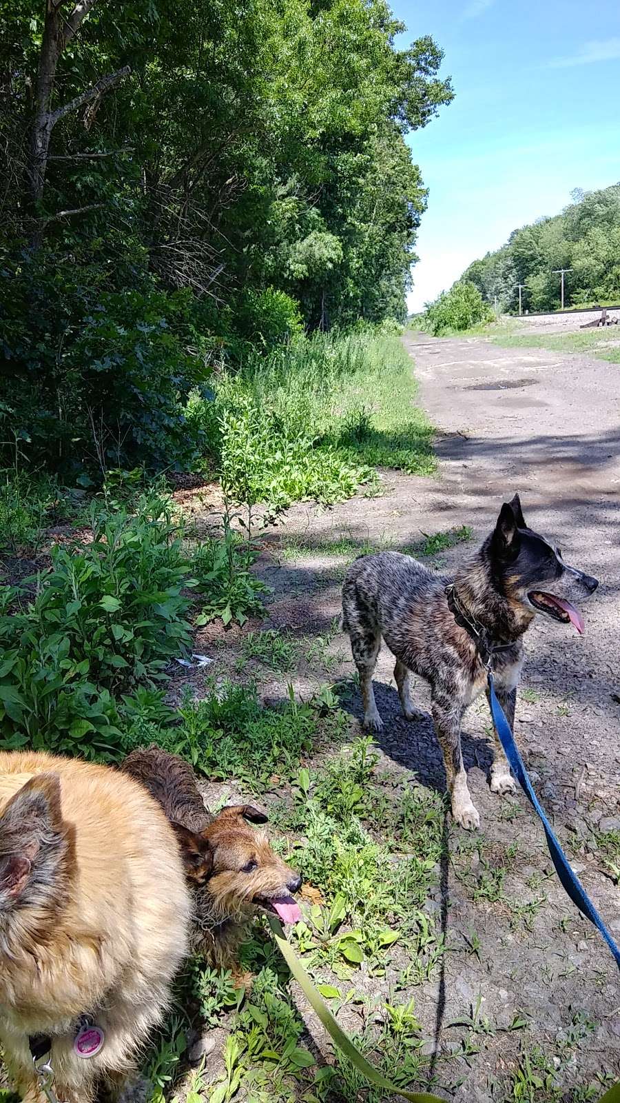 Ayer Dog Park | Ayer, MA 01432, USA