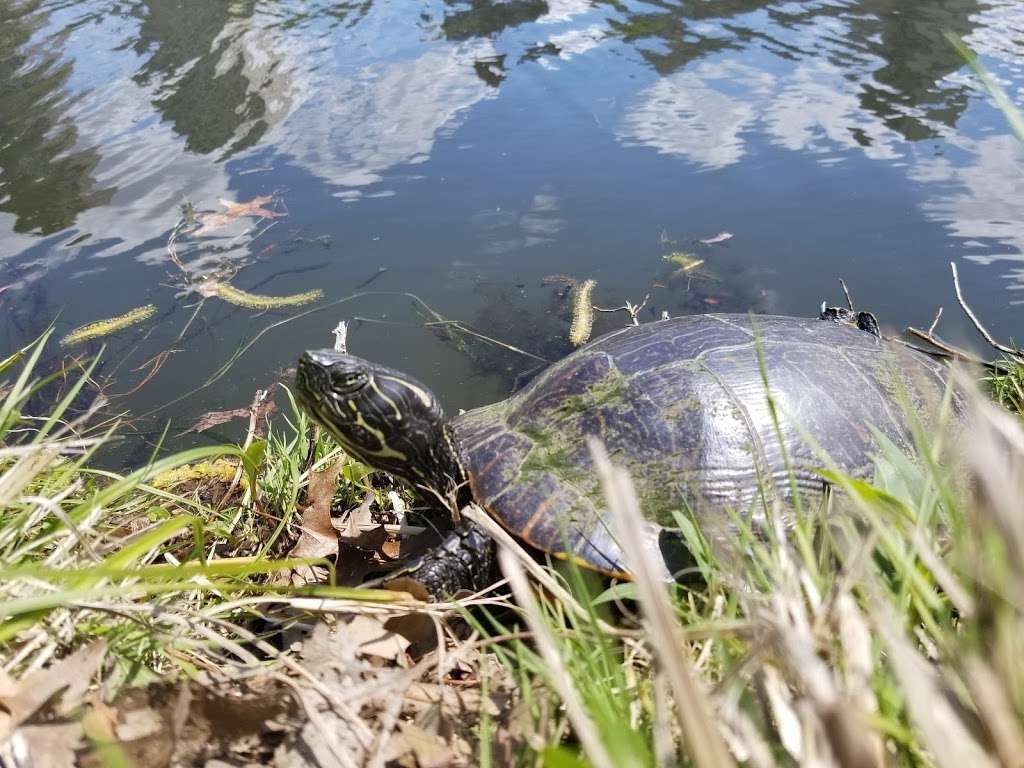 Harlem Meer | 1-99 Central Park N, New York, NY 10026, USA | Phone: (212) 310-6600