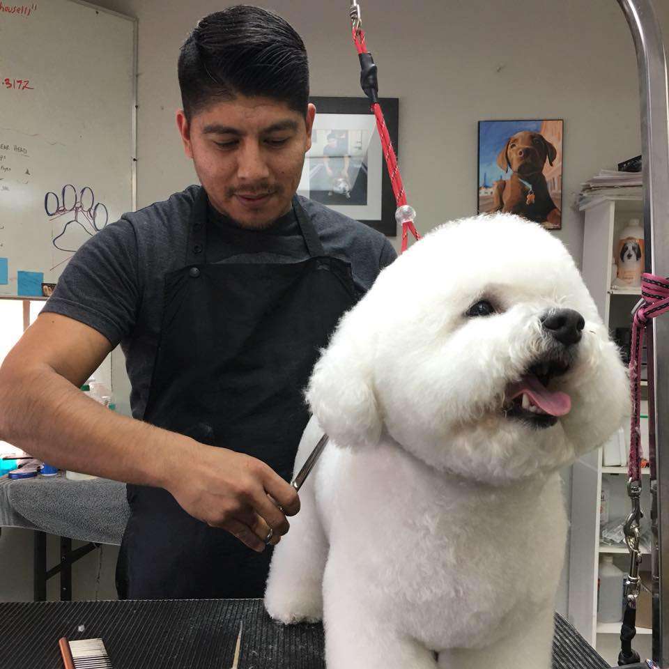 Houston Pet Grooming Academy | 6727 1/2 Weslayan St, Houston, TX 77005 | Phone: (713) 253-5757