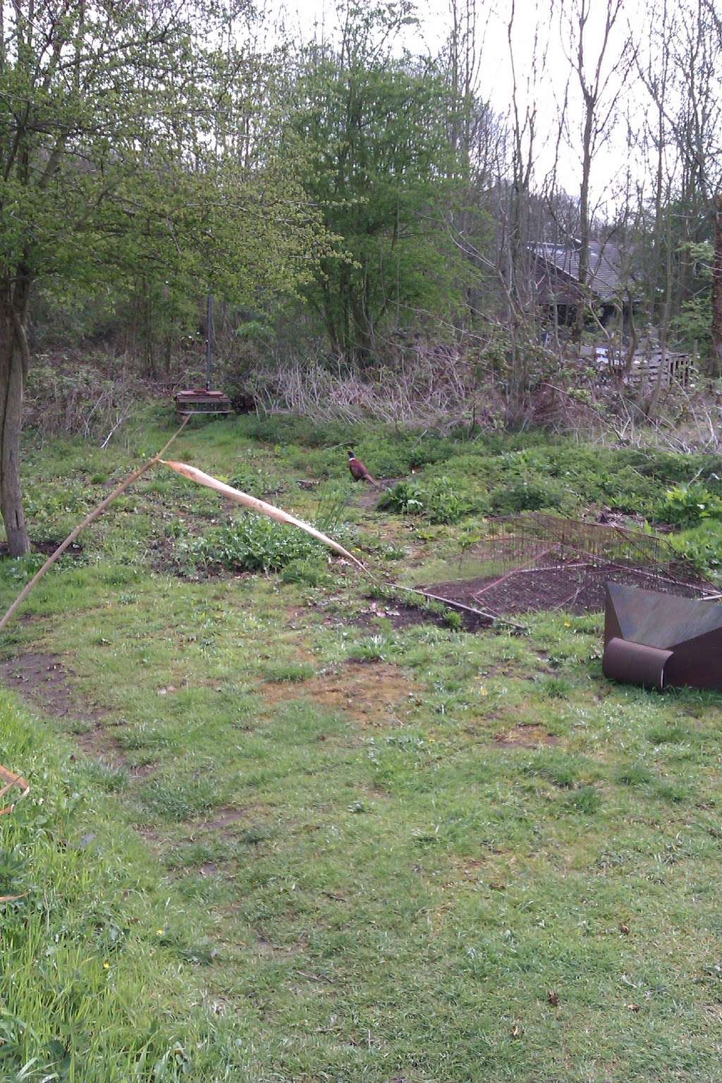 Pine Walk Allotments | 6 Orchard Rd, Bromley BR1 2PS, UK