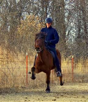 Klakahross Icelandic Horse Training Facility in Oklahoma | 18243 S 132nd E Ave, Bixby, OK 74008, USA | Phone: (918) 855-9742