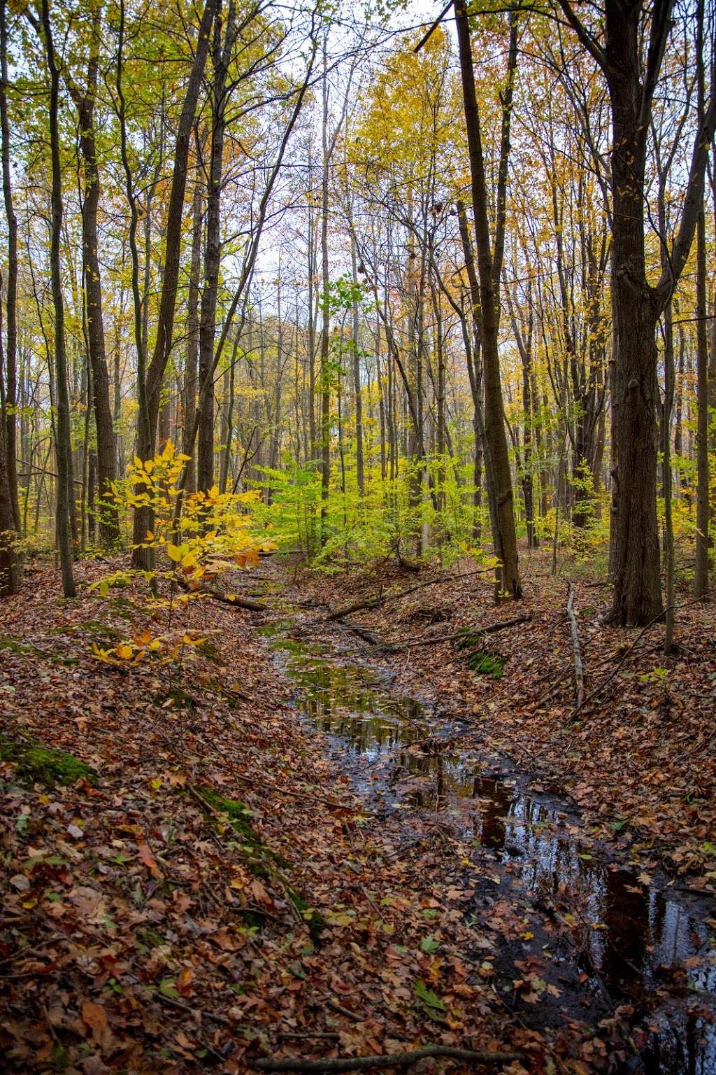 Jens Jensen Nature Preserve | Sawyer, MI 49125, USA | Phone: (269) 405-1006