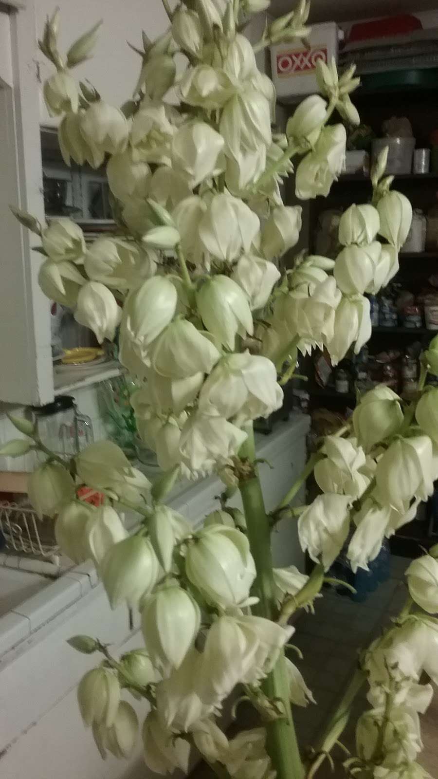 Ortega Automotive | 619 N Eastwood St, Houston, TX 77011, USA | Phone: (713) 923-2064