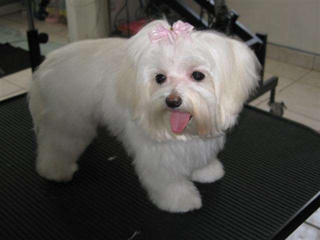 A Classic Clip Plus Pet Grooming and Boutique | 50 W 3rd Ave # 105, Collegeville, PA 19426 | Phone: (610) 489-3700