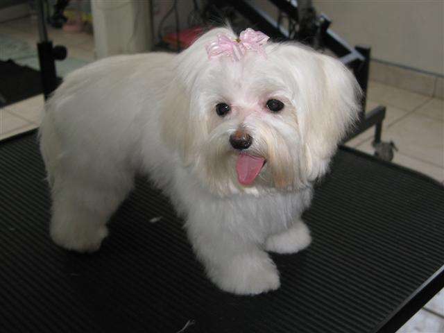 A Classic Clip Plus Pet Grooming and Boutique | 50 W 3rd Ave # 105, Collegeville, PA 19426, USA | Phone: (610) 489-3700