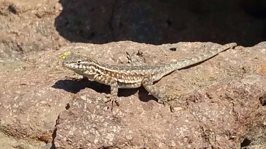 Lizard Rock | Thousand Oaks, CA 91360, USA