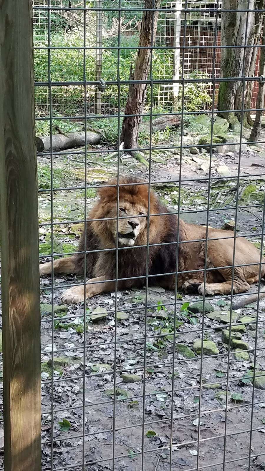 Claws N Paws Wild Animal Park | 1475 Ledgedale Rd, Lake Ariel, PA 18436, USA | Phone: (570) 698-6154