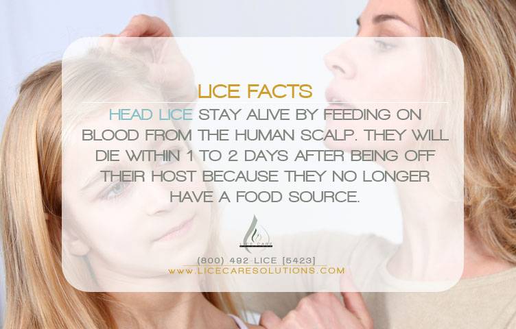 Lice Care Solutions | San Antonio Lice Removal & Lice Treatment | 5150 Broadway St, San Antonio, TX 78209, USA | Phone: (210) 951-6142