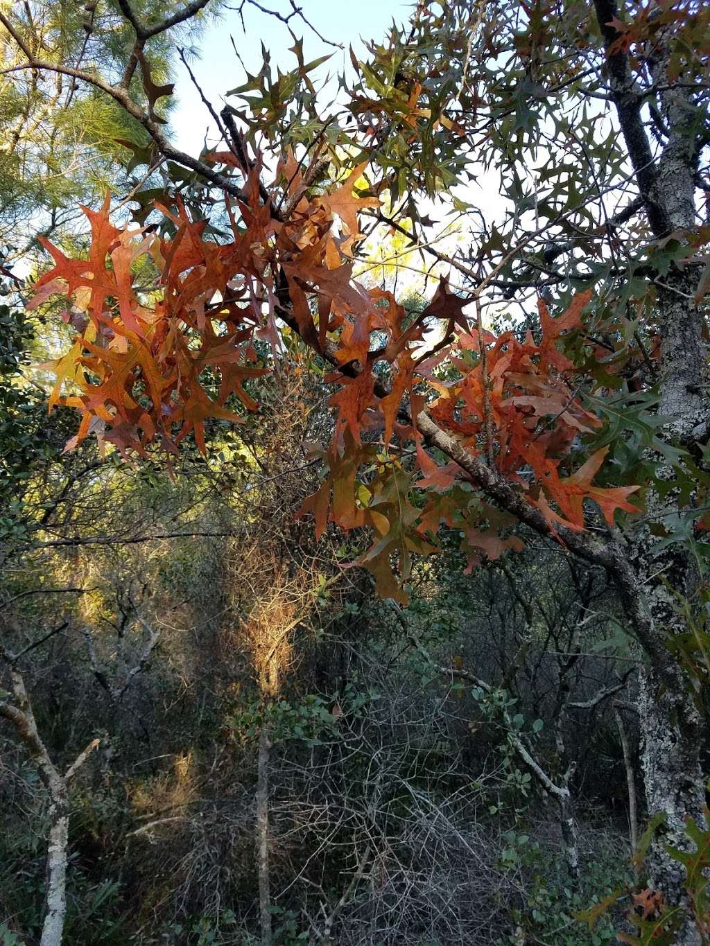 Juniper Prairie Wilderness | East Marion, FL, USA | Phone: (352) 625-2520