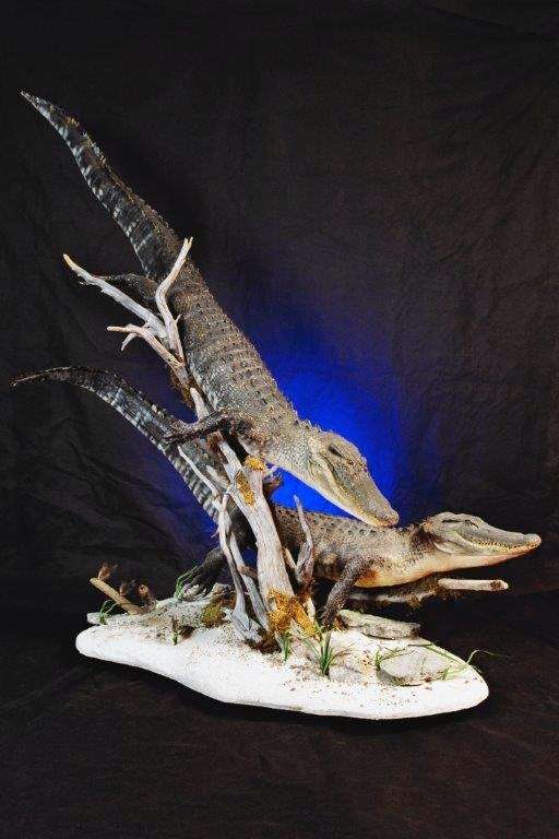 Creative Concepts Taxidermy | 7194 Montevideo Rd, Jessup, MD 20794, USA | Phone: (410) 799-1558