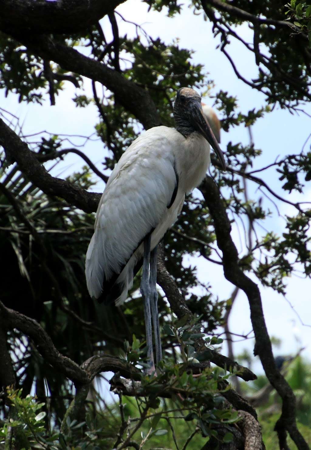 DuPuis Management Area | 23500 Southwest Kanner Highway, Canal Point, FL 33438, USA | Phone: (561) 924-5310